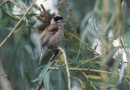 Penduline Tit ©  L. Andreev